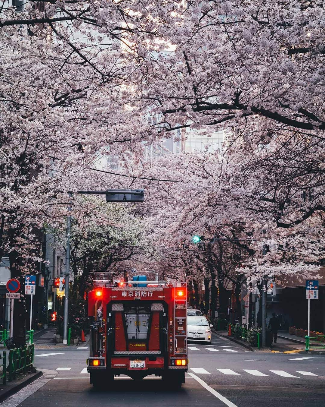 Takashi Yasuiさんのインスタグラム写真 - (Takashi YasuiInstagram)「🌸 in full bloom at Tokyo!!!」3月27日 22時07分 - _tuck4