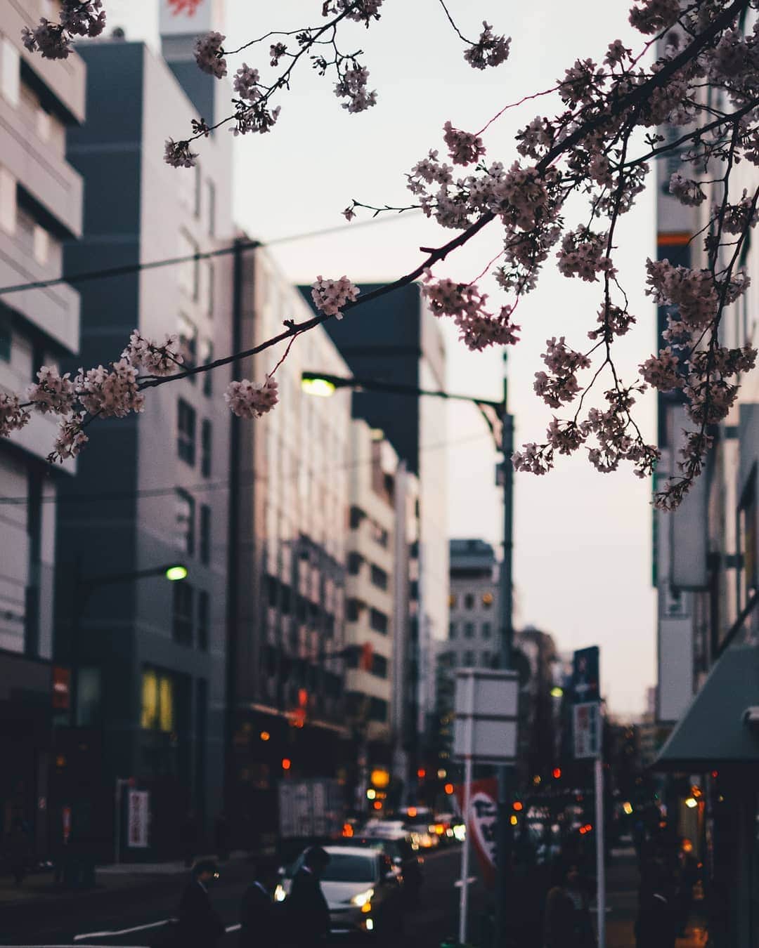 Takashi Yasuiさんのインスタグラム写真 - (Takashi YasuiInstagram)「🌸 in full bloom at Tokyo!!!」3月27日 22時07分 - _tuck4