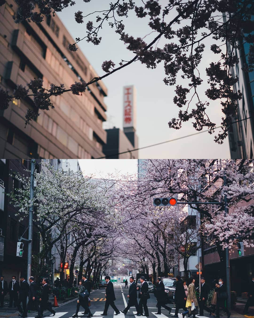 Takashi Yasuiさんのインスタグラム写真 - (Takashi YasuiInstagram)「🌸 in full bloom at Tokyo!!!」3月27日 22時07分 - _tuck4