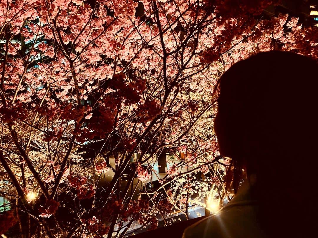 秋山ゆずきさんのインスタグラム写真 - (秋山ゆずきInstagram)「. . #さくら」3月27日 22時08分 - yuzukiakiyama