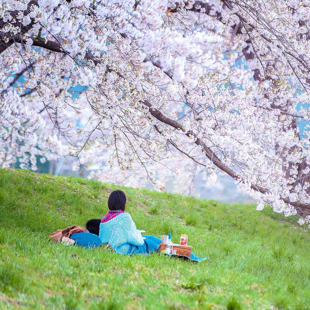 All Nippon Airwaysさんのインスタグラム写真 - (All Nippon AirwaysInstagram)「In English, we don’t have a word that means “hanging out and eating beneath trees”. In Japan it’s called #hanami, and April is the peak time for it. Check out our top 5 spots 🌸」3月27日 22時10分 - allnipponairways