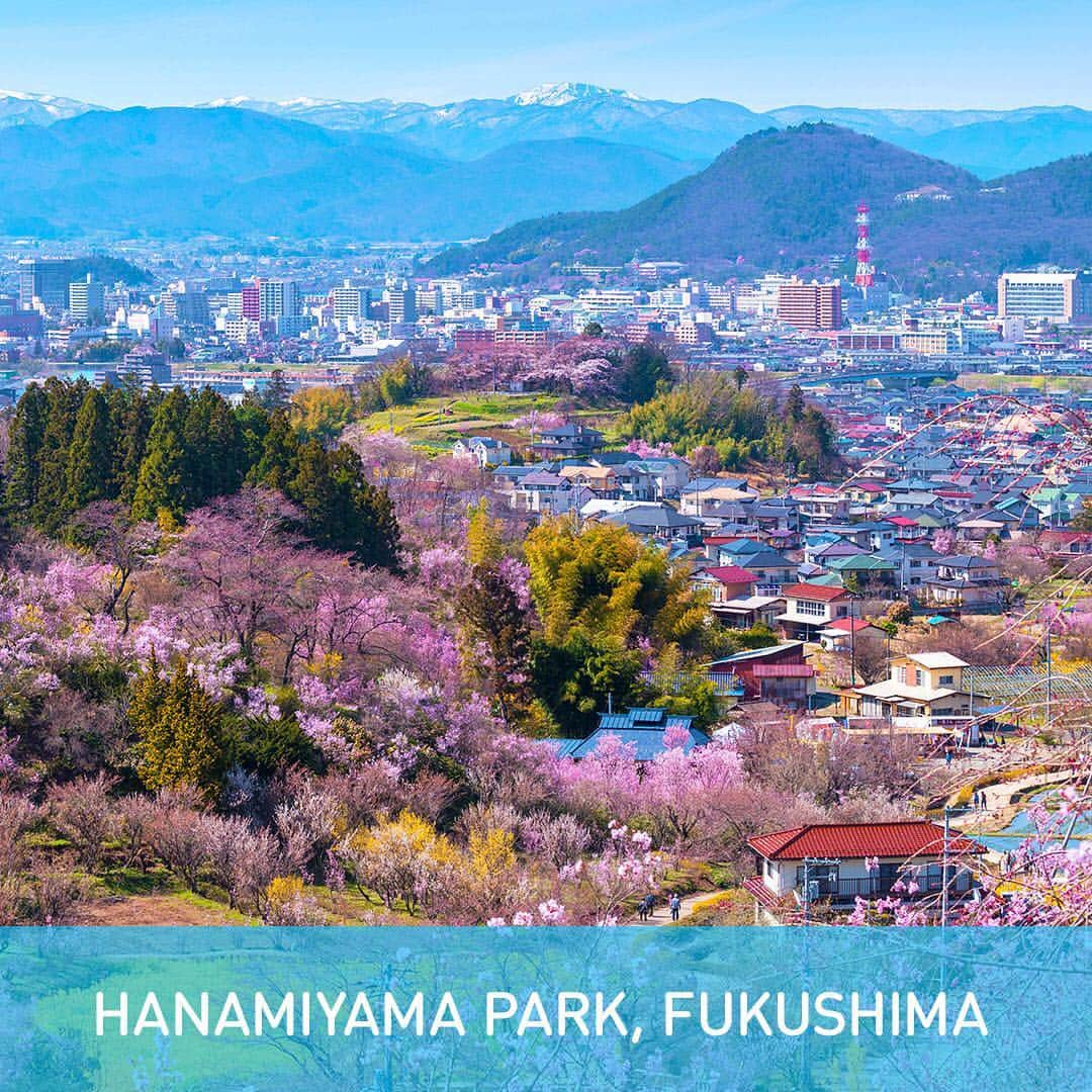 All Nippon Airwaysさんのインスタグラム写真 - (All Nippon AirwaysInstagram)「In English, we don’t have a word that means “hanging out and eating beneath trees”. In Japan it’s called #hanami, and April is the peak time for it. Check out our top 5 spots 🌸」3月27日 22時10分 - allnipponairways