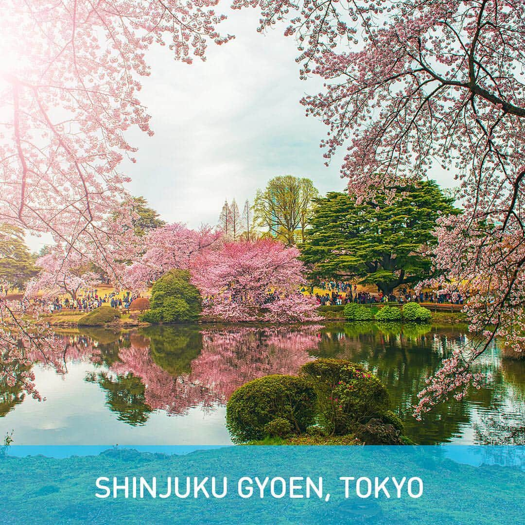 All Nippon Airwaysさんのインスタグラム写真 - (All Nippon AirwaysInstagram)「In English, we don’t have a word that means “hanging out and eating beneath trees”. In Japan it’s called #hanami, and April is the peak time for it. Check out our top 5 spots 🌸」3月27日 22時10分 - allnipponairways