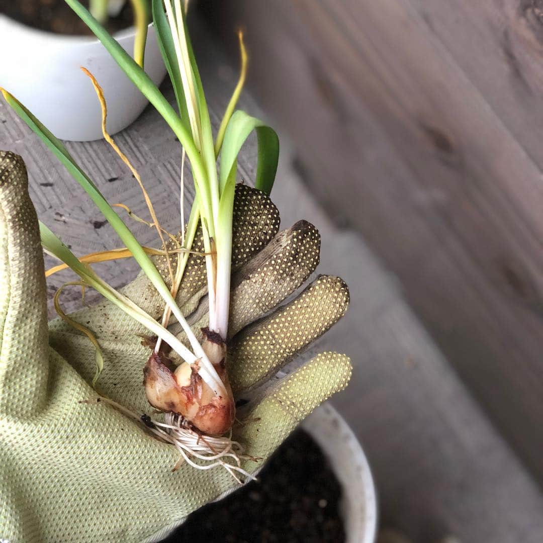 英玲奈さんのインスタグラム写真 - (英玲奈Instagram)「お義母様がお花のお教室で使った、 ムスカリの球根をいただきました。 土に植えたらまた生えてくるみたい。 植木鉢に植えてみたよ。 #ていねいな暮らし  #季節を感じる暮らし  #ガーデニング #ベランダー #ムスカリ」3月27日 22時11分 - erena_erenyan