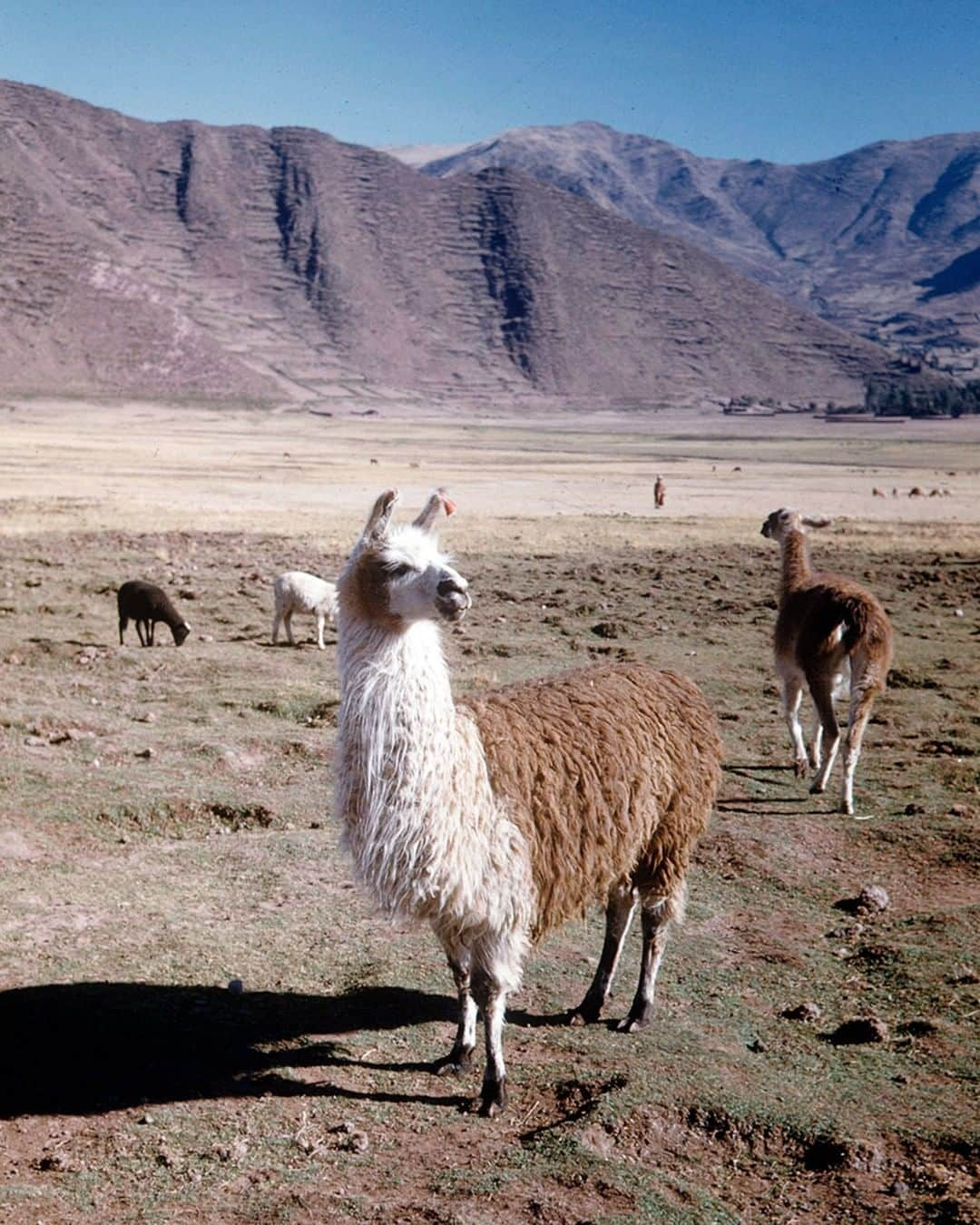 lifeさんのインスタグラム写真 - (lifeInstagram)「Portrait of a llama. This photo is an unpublished outtake from the August 2, 1948 LIFE magazine feature: "THE ANDES: For 3,500 miles and mountains are rich with color and light." (Dmitri Kessel—The LIFE Picture Collection/Getty Images) #wildLIFEwednesday #Llamas #LlamasOfInstagram」3月27日 22時12分 - life