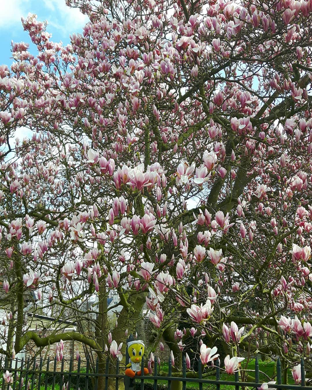 Little Yellow Birdさんのインスタグラム写真 - (Little Yellow BirdInstagram)「The magnolia in full swing... #littleyellowbird #tweety #tweetykweelapis #adventures #yellow #bird #magnolia #blooming #bloeiend #flowers #spring #lente #tree #loenenaandevecht #bluesky #march #stuffedanimalsofinstagram #plushiesofinstagram」3月27日 22時15分 - tweetykweelapis