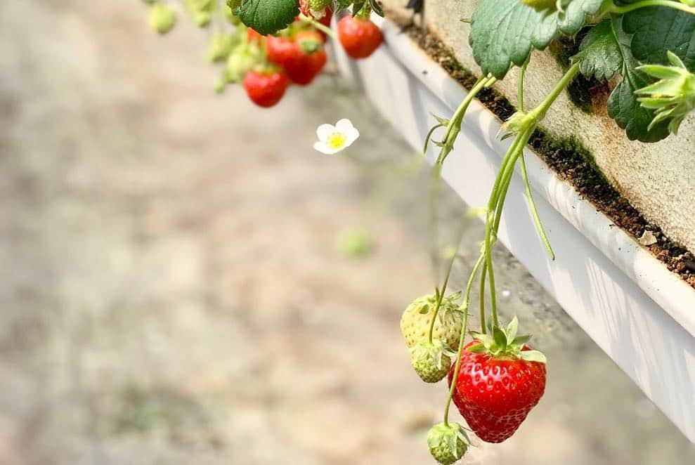 林香里さんのインスタグラム写真 - (林香里Instagram)「ポカポカ陽気でいいお天気だった 今日は、仲良しメンバーでいちご狩り🍓🐝 ・ ・  採りたての真っ赤な苺は甘くて 最高に美味しかった❋❋❋ 親子みんなで何個食べたことやら𓃟ﻌﻌﻌ❤︎ ・ ・  #いちご#いちご狩り#strawberry  #spring#mama#bestie」3月27日 22時22分 - kaori_hayashi1203
