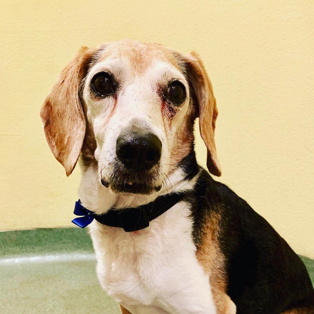 マーク・ホッパスさんのインスタグラム写真 - (マーク・ホッパスInstagram)「Garbage Dog was attacked at his boarding kennel and had to get stitches under his left eye. This little old man has more lives than any cat.」3月27日 22時35分 - markhoppus