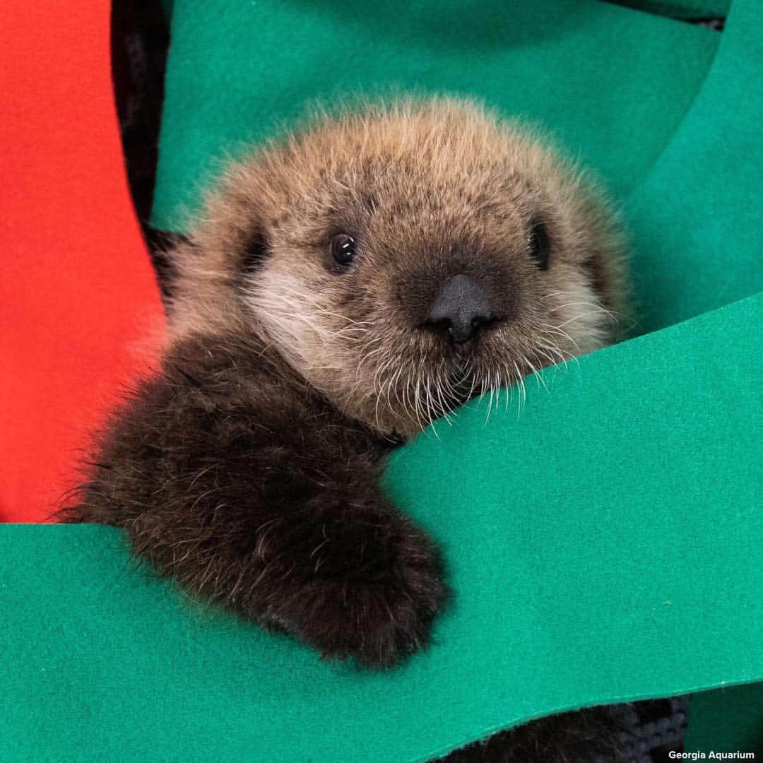 ABC Newsさんのインスタグラム写真 - (ABC NewsInstagram)「HAPPY ENDING: This pair of sea otter pups who were rescued in California have found a forever home. #seaotter #babyanimals #animalrescue #animals」3月27日 22時30分 - abcnews