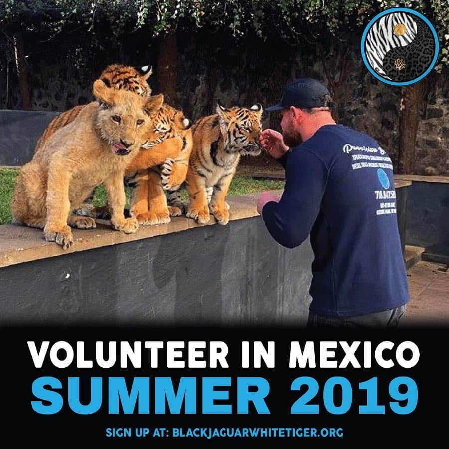 Black Jaguar-White Tiger さんのインスタグラム写真 - (Black Jaguar-White Tiger Instagram)「Make this summer one to remember by volunteering at our Foundation in Mexico ✈️ Volunteers will get to see all stages of our Sanctuary...aka our beautiful home base, helping to prepare bottles for the babies, prepping food for the big kids, assisting with the supervision of the habitats, meeting with our medical team, and more. This is a chance to make a real difference, to meet our kids in person and to take real action in saving our planet.  Come be a part of it all. Hurry before the spots are filled.... #LinkInBio #TheBJWTPride #VolunteerBJWT #Summer2019 #Mexico」3月27日 22時43分 - blackjaguarwhitetiger