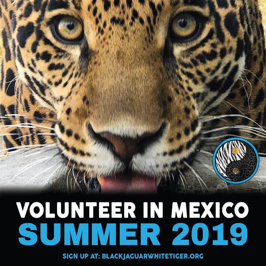 Black Jaguar-White Tiger さんのインスタグラム写真 - (Black Jaguar-White Tiger Instagram)「Make this summer one to remember by volunteering at our Foundation in Mexico ✈️ Volunteers will get to see all stages of our Sanctuary...aka our beautiful home base, helping to prepare bottles for the babies, prepping food for the big kids, assisting with the supervision of the habitats, meeting with our medical team, and more. This is a chance to make a real difference, to meet our kids in person and to take real action in saving our planet.  Come be a part of it all. Hurry before the spots are filled.... #LinkInBio #TheBJWTPride #VolunteerBJWT #Summer2019 #Mexico」3月27日 22時43分 - blackjaguarwhitetiger
