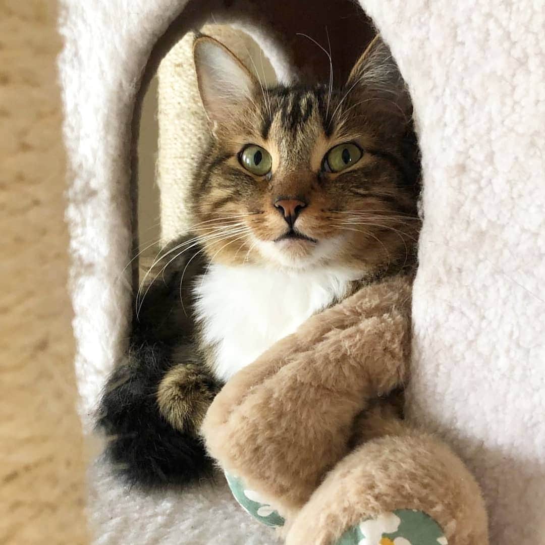 CatStockerのインスタグラム：「Hello! #catstocker is here!  Follow our FURRriend @cashmoneykittties  Scroll right for more pictures 👉 . . . . .  #cat #neko #mačka #chat #kočka #котка #kotek #kot #кіт #mače #кошка #кот #katze #gato #gatto #kissa #kattunge #猫 #고양이 #貓 #kedi #köttur #kissanpentu #חתול #кішка #gatinho #котенок #gatito #kitten」