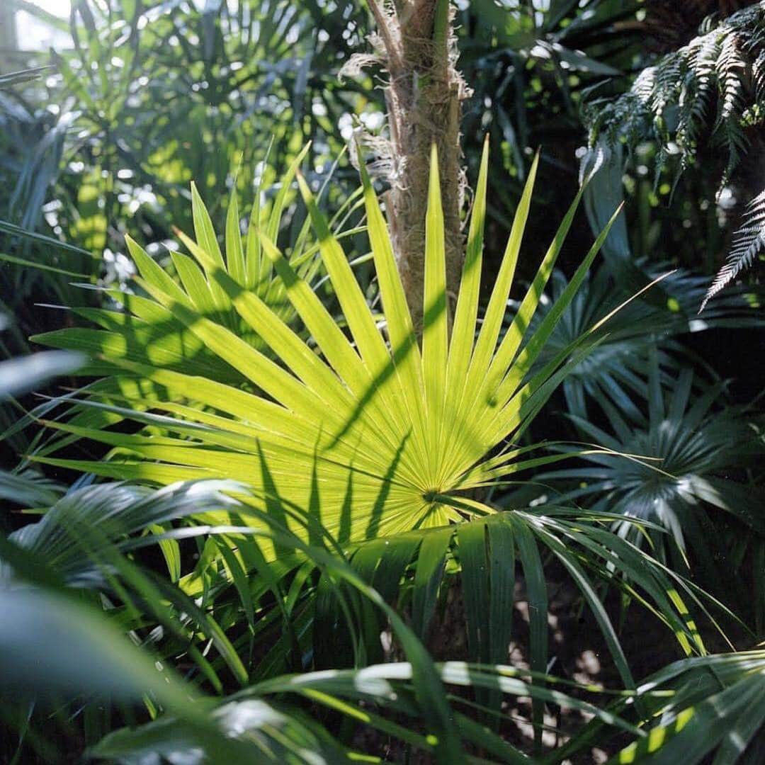 ニューヨーク植物園さんのインスタグラム写真 - (ニューヨーク植物園Instagram)「When the sunlight hits your plant subject just right, you get the most enchanting array of green you could ever imagine. ☀️🌿 #plantlove * (📸 by @lorenzomitil ) #regram」3月27日 23時01分 - nybg