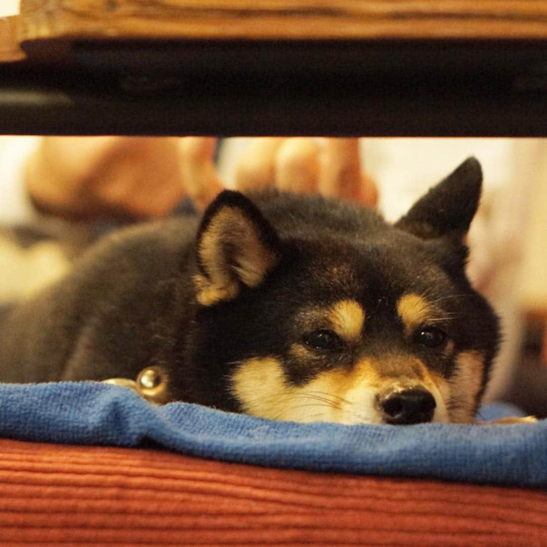 黒豆柴こむぎさんのインスタグラム写真 - (黒豆柴こむぎInstagram)「カフェでまったりしてるボクと、酔っ払いに持ち上げられたボク😆2019.3.27  #マットステイ #黒豆柴こむぎ #黒豆柴 #豆柴 #黒柴 #黑柴 #柴犬 #柴 #まめしば #しばいぬ #しば #mameshiba #kuroshiba #shibainu #shiba #shibalove #shibalovers #shibastagram #shiba_snap #shibasofinstagram #west_dog_japan #ふわもこ部 #pecoいぬ部 #pecotv #いぬら部 #proudshibas #thedailyshibainu #ここ柴部 #いぬのきもち #todayswanko」3月27日 23時10分 - komugi_1207