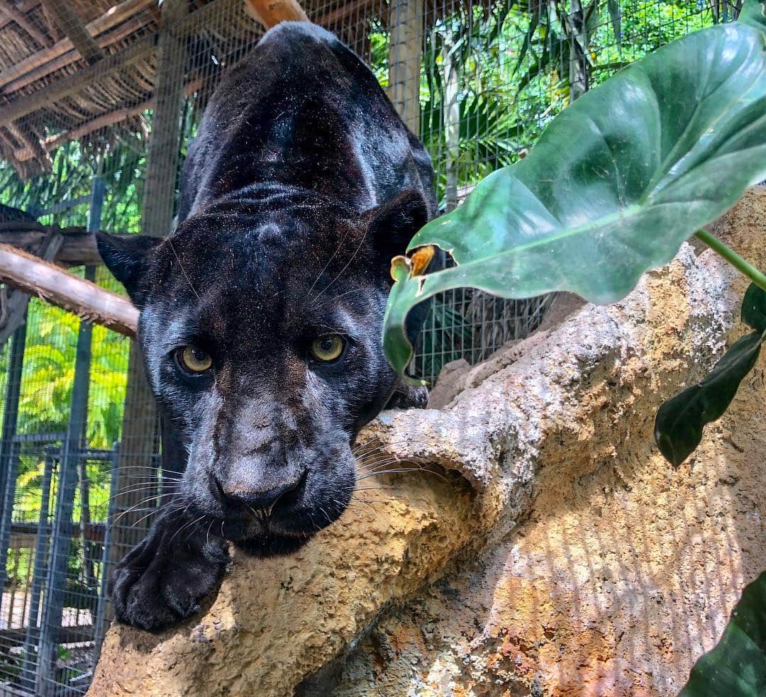 Zoological Wildlife Foundationさんのインスタグラム写真 - (Zoological Wildlife FoundationInstagram)「The always alert, Maya🐾 Did you know that the jaguar has the strongest bite force of any cat and the strongest bite of any mammal! . #blackpanther #jaguar #endangeredspecies #conservation #zwfmiami #zwf」3月27日 23時04分 - zwfmiami