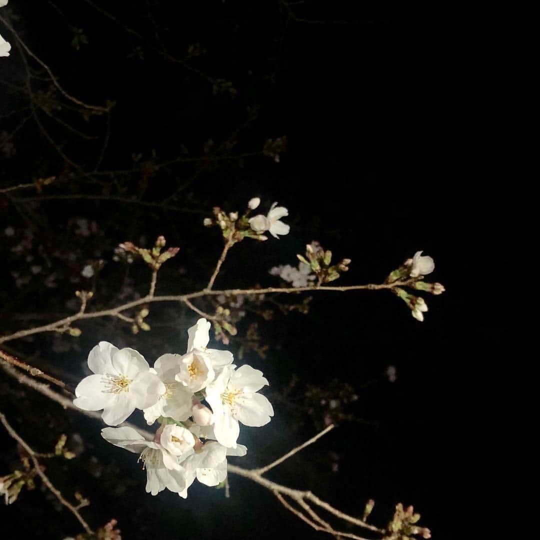 柴垣映里奈のインスタグラム：「🌸夜桜🌸 上野公園にお花見へ^ ^  #アーカイブ #桜 #春」