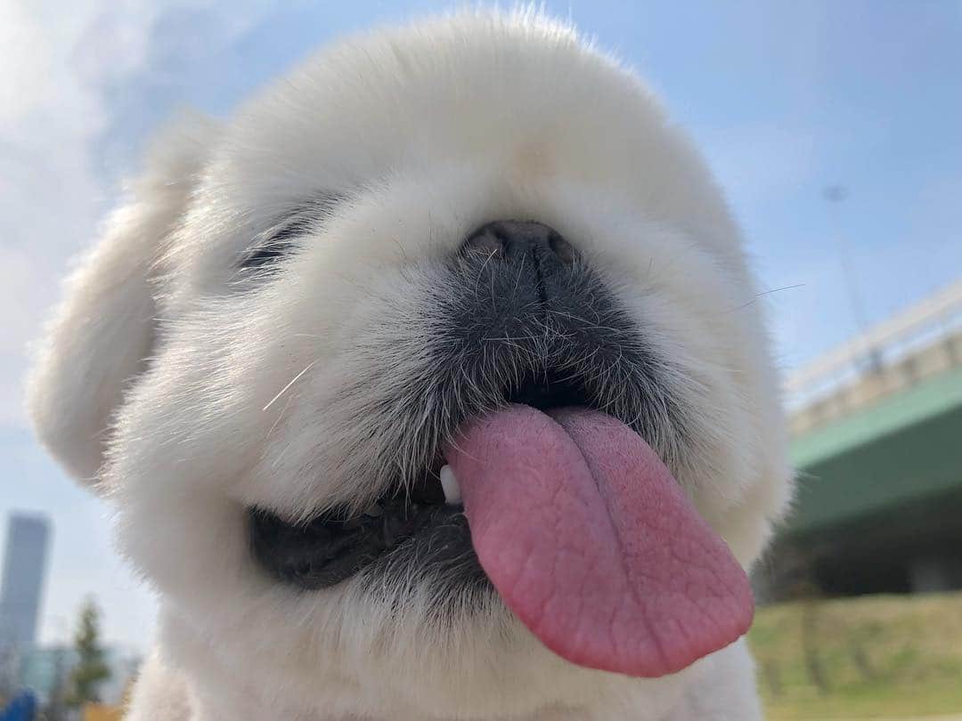 こなつのインスタグラム：「いい天気やのぉ〜🐤🌷🐶💚」