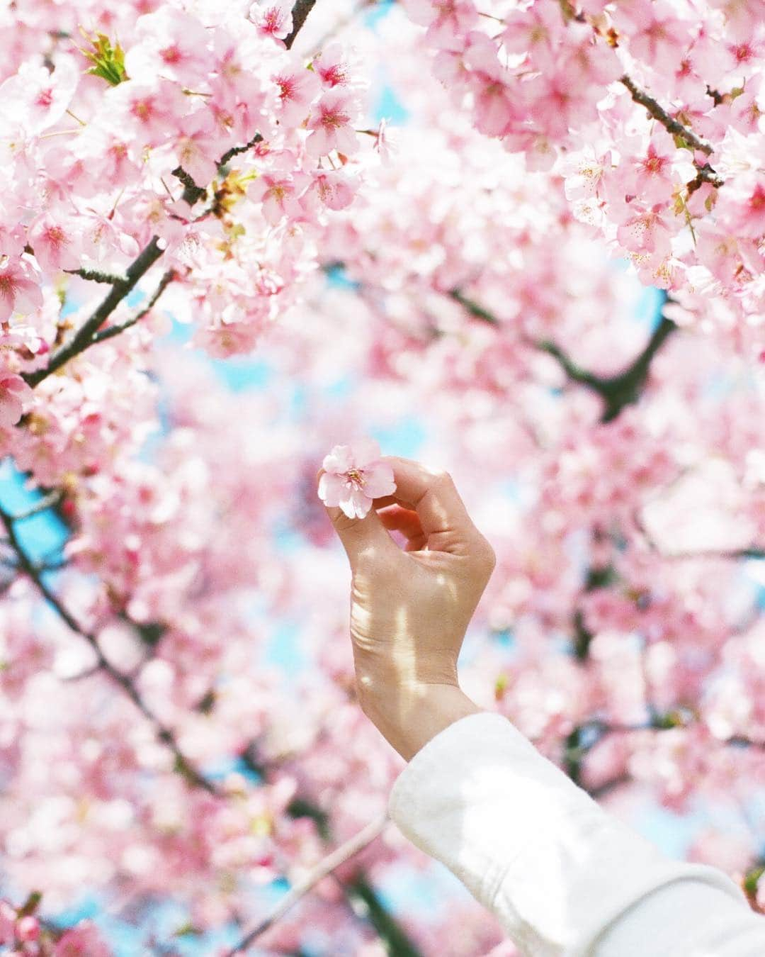 岩倉しおりさんのインスタグラム写真 - (岩倉しおりInstagram)「今年の初お花見の日の写真。 友達と静かな空き地に咲いてる桜の木の下で苺サンドとコーヒーでお花見をした。お天気がよくて桜も咲いてて寝転んだりしてそれがとっても贅沢で嬉しくなる一日でした。」3月27日 23時14分 - iwakurashiori