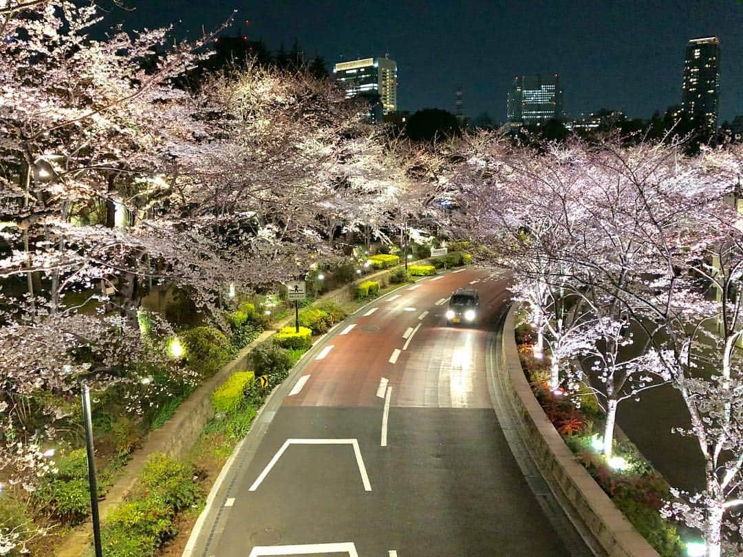 今村涼子さんのインスタグラム写真 - (今村涼子Instagram)「#夜桜#毛利庭園#東京ミッドタウン 東京ミッドタウンは、5分咲きくらいだと思いますが、ライトアップされると十分に綺麗です。」3月27日 23時14分 - ryoko.imamu