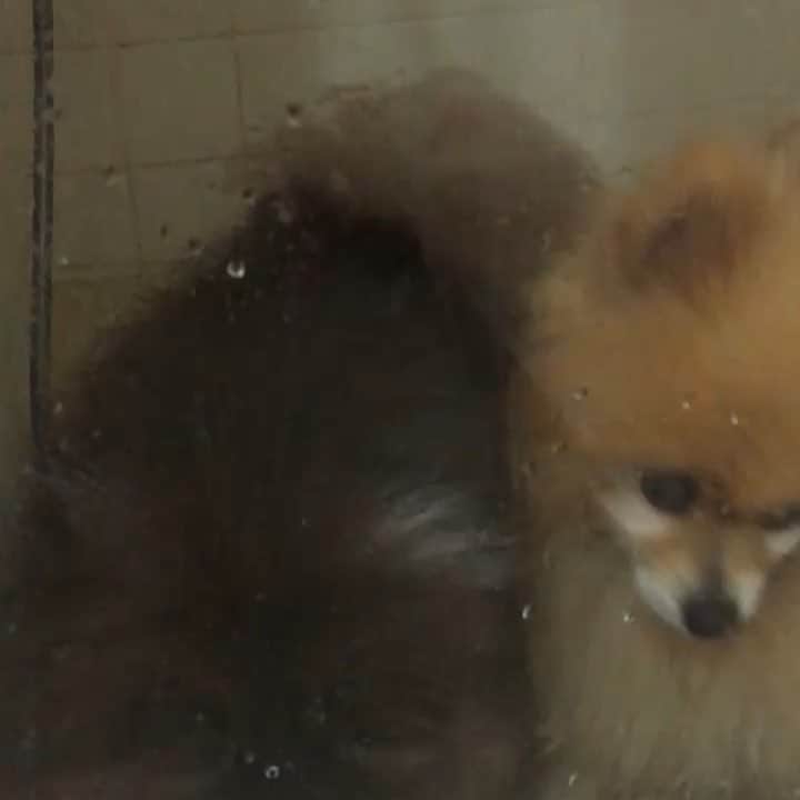 エレナ・サチンのインスタグラム：「the babies getting ready to wash up for bed, it looks like they are in a glass prison 😂 ...video courtesy of mom.」