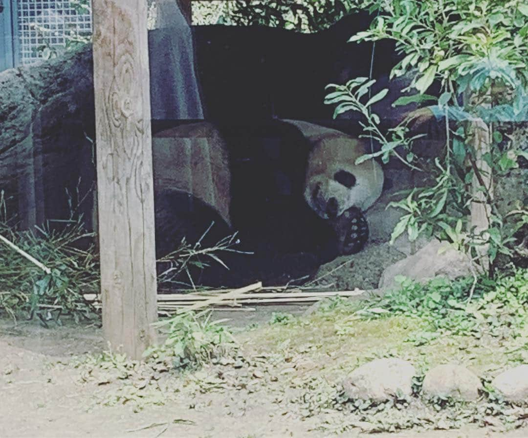 上村知世さんのインスタグラム写真 - (上村知世Instagram)「バースデー記念で上野動物園へ🐘🦓🦁🦒 念願の生シャンシャン、リーリー、シンシン🐼に会えました❤️ #上野動物園 #シャンシャン #シンシン #リーリー #バースデー #小さな彼氏 #6歳 #桜も見頃」3月27日 14時32分 - tomose0207