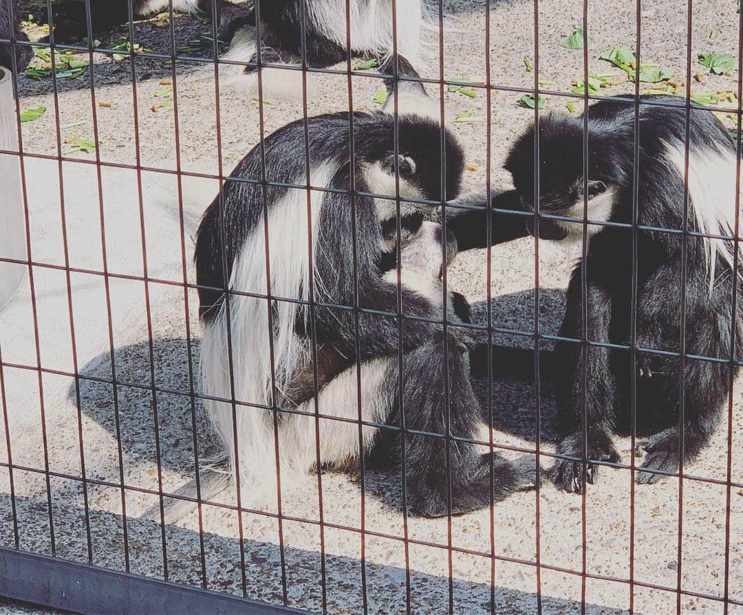 上村知世さんのインスタグラム写真 - (上村知世Instagram)「バースデー記念で上野動物園へ🐘🦓🦁🦒 念願の生シャンシャン、リーリー、シンシン🐼に会えました❤️ #上野動物園 #シャンシャン #シンシン #リーリー #バースデー #小さな彼氏 #6歳 #桜も見頃」3月27日 14時32分 - tomose0207