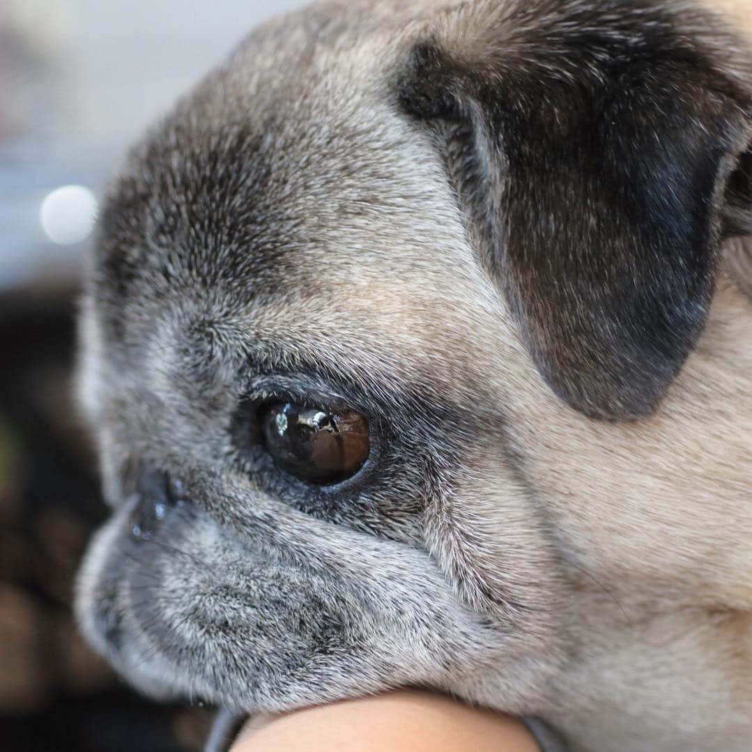 八兵衛のインスタグラム：「Hachibei🐶 * *  #ほぼ黒パグ #おじいちゃん犬 #パグ #pug #puggy #puglife #puglove #petstagram #pugstagram #pugsofinstagram #pugs #dog #ふわもこ部  @igersjp #IGersJP #east_dog_japan #pecoイヌ部 #八兵衛 #はちべえ #朝ワンコ夕ニャンコ」