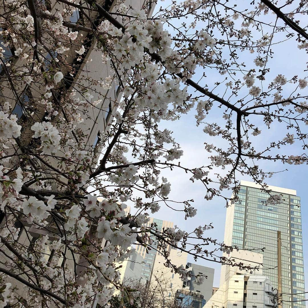 KOJIのインスタグラム：「桜〜。」