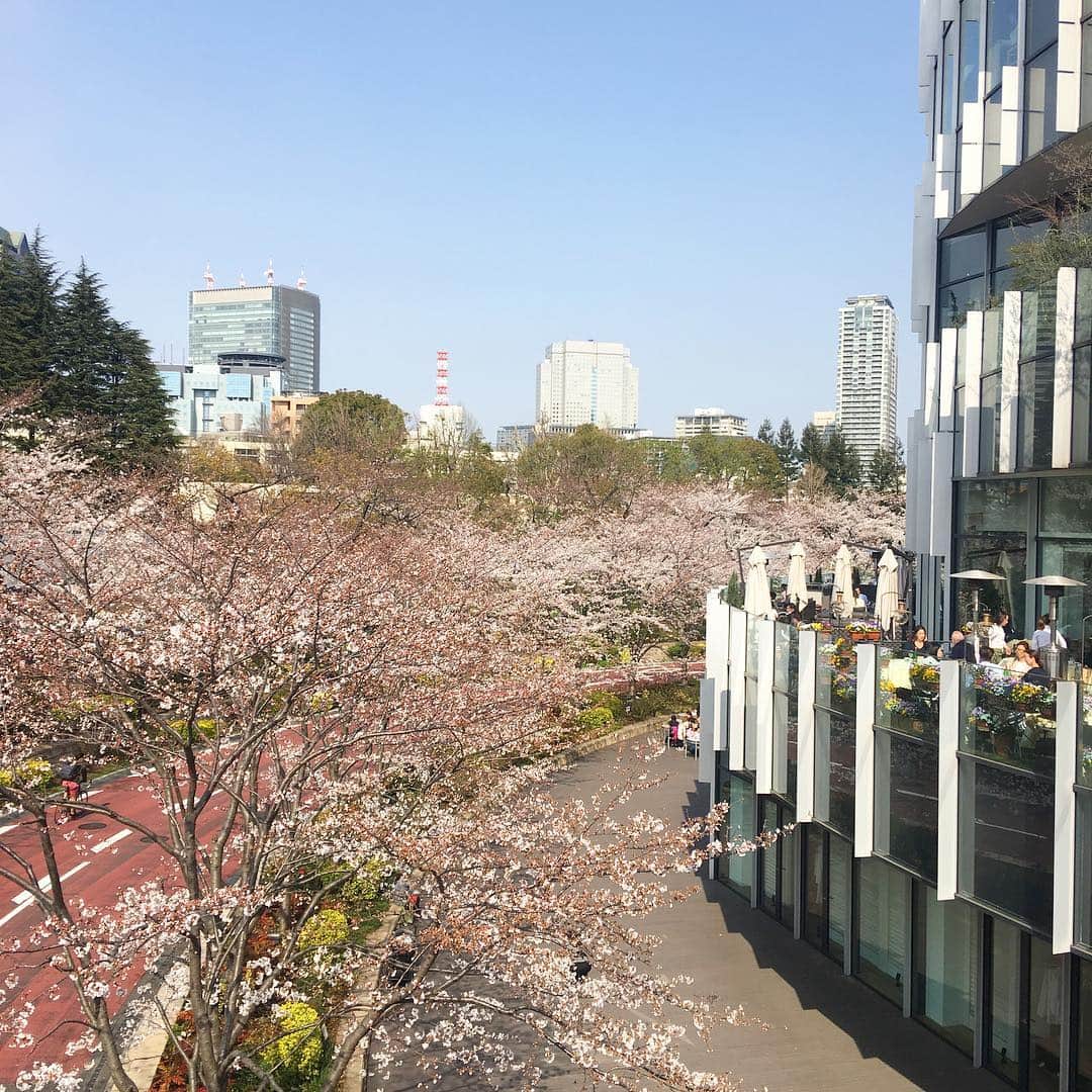 BAILAさんのインスタグラム写真 - (BAILAInstagram)「ここ数日であっという間に桜が咲き始めましたね。東京ミッドタウンの桜並木も、今週末が見頃になりそう🌸 春はもうココではありますが、微妙に小寒い日々。みなさま、風邪にはお気をつけて✨（副編な） ・ ・ #桜 #さくら #お花見 #東京ミッドタウン #花見日和 #baila_magazine」3月27日 14時50分 - baila_magazine