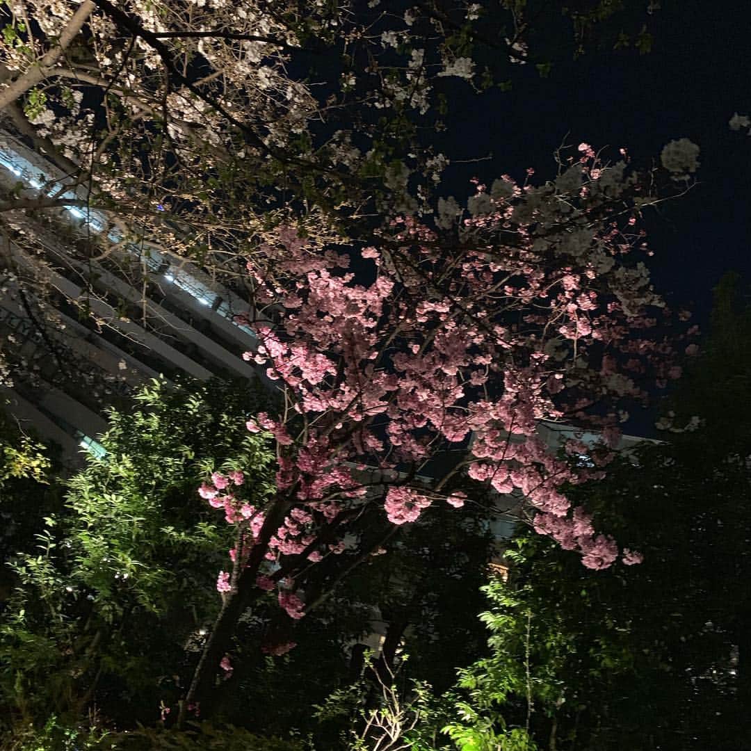 榎本温子さんのインスタグラム写真 - (榎本温子Instagram)「#夜桜 #🌸 #桜 #cherryblossom #instapic #六本木 #roppongi」3月27日 14時56分 - atsuko_bewe
