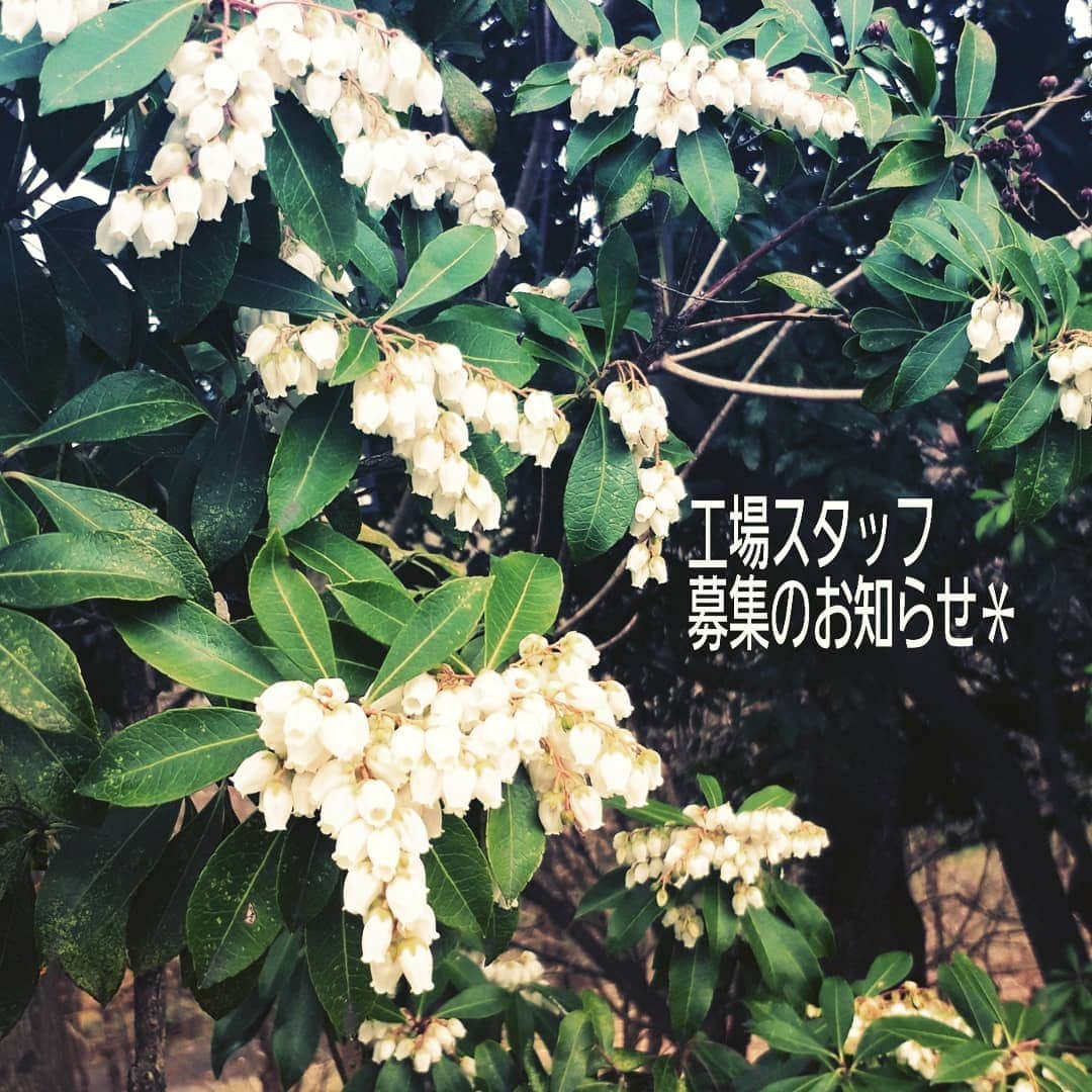 のインスタグラム：「卒業や新たな旅立ちの季節 アトリエ工場スタッフ募集のお知らせです＊ ：：：：：：：：：：：：： 【　お仕事内容　】 ウエディングボトルライトに関わる工場スタッフさん  ブーケの加工や ドライフラワーの管理 商品発送業務  立ち仕事が多いので体力のある方、月曜、火曜出勤可能な方＊ .  パート／アルバイト募集 . 【　就業時間等　】 １０時から１７時〜１８時の間で６時間以上　残業できる方大歓迎＊ 週４〜５日勤務可能な方 年齢、学歴不問 勤務開始時期 〔すぐにでも働ける方大歓迎です！！〕 . . 【　通勤について　】 京都のアトリエに通えるエリアにお住いの方。 自転車通勤可、バイク、車通勤不可、交通費支給 . 【　お給料　】 面接の際にお伝えします。 問い合わせにてお伝えする事も可能です。  まずは問い合わせ、もしくは履歴書をお送りください。 書類選考後面接になります。 .  合否に関してはお手紙かメールにて させて頂きます。 . 【履歴書送り先、問い合わせ先】 〒６０４−０９８５ 京都府京都市中京区舟屋町４１０−１ 株式会社　m.soeur　森、福田宛 問い合わせ先  連絡先　info@m-soeur.com .  大切なブーケをお預かりする責任のあるお仕事です。 責任感のある、一緒に楽しく仕事ができるお花が好きな方に出会えたらと思っています＊  新しい出会いを楽しみにお待ちしております…＊ #エムスール#京都アトリエ#スタッフ募集#ウエディングボトルライト##はなのあるくらし」