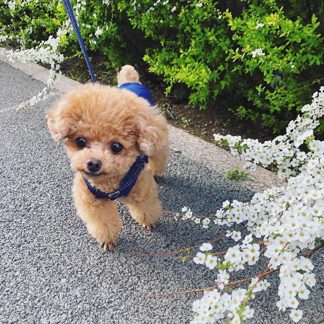 ふわさんのインスタグラム写真 - (ふわInstagram)「#toypoodle#toypoodlegram#dogsofinstagram#instadog#dog#fuwamama#ふわもこのふわ#ふわ#トイプードル#といぷーどる部#犬バカ部#親バカ部#ふわもこ部#犬との生活#ふわ散歩」3月27日 15時05分 - huwayama