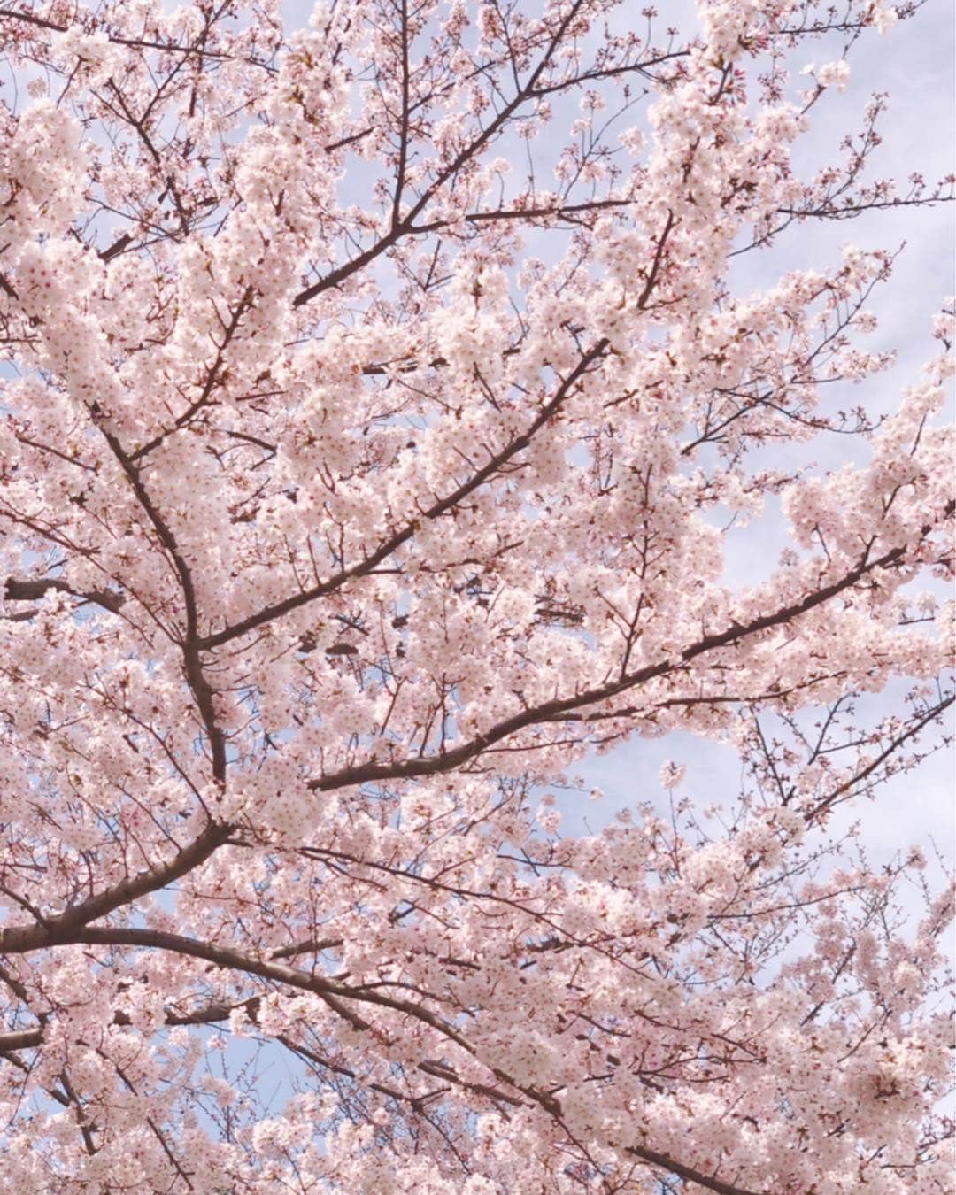 花總まりさんのインスタグラム写真 - (花總まりInstagram)「満開の桜🌸 やっぱり気分がウキウキします🤗」3月27日 15時12分 - hanafusamari_official