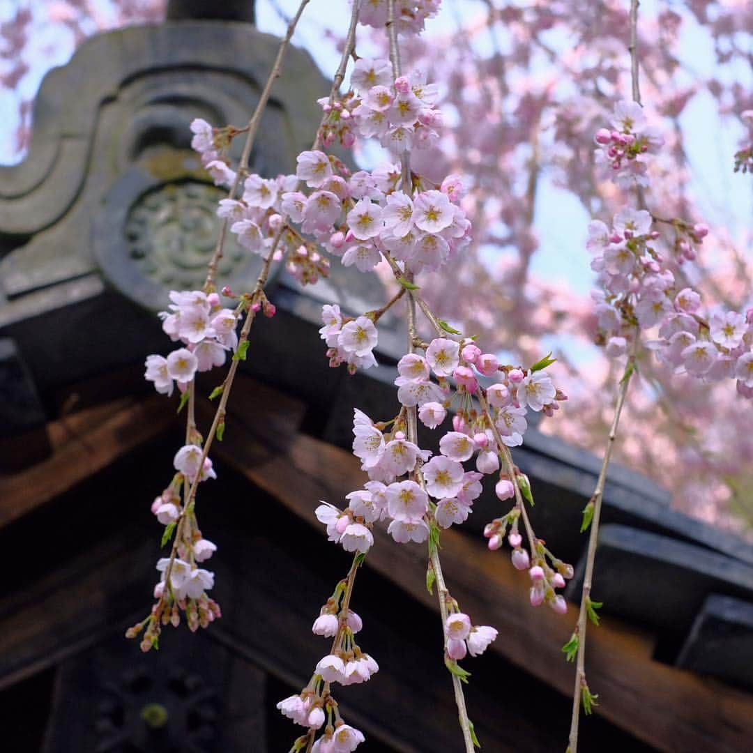 奈良 長谷寺 / nara hasederaさんのインスタグラム写真 - (奈良 長谷寺 / nara hasederaInstagram)「#長谷寺 #開花宣言 #枝垂れ桜 が咲き始めました。  #cherryblossom have bloomed!  #長谷寺 #奈良長谷寺 #総本山長谷寺 #花の御寺 #奈良 #hasedera #hasederatemple #temple #japan #japanesetraditional #pilgrimage #nara #tourism #sightseeing #japanesetemple #西国 #西国三十三所 #霊場 #巡礼 #四寺巡礼 #やまとびとツアーズ #長谷寺が好き #うましうるわし奈良」3月27日 15時17分 - hase_dera