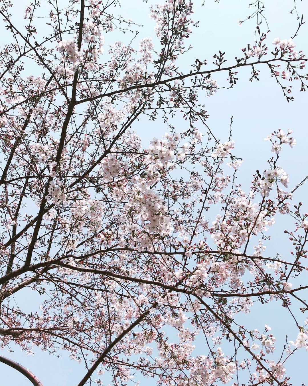 澤村小夜子さんのインスタグラム写真 - (澤村小夜子Instagram)「都内はもう9分咲きくらいかな🌸 . のんびり心地いい季節だねぇ 桜を見ながらお散歩してる人たちも 連れられてる犬たちも 薄ピンクのシャボン玉に包まれて見えるなぁ 春はやっぱり一番ラブい🥰 . . #春 #大好き #日本万歳 #四季最高 #桜 #cherryblossom #綺麗 #バンホーテンさやこ #花見 #犬飼いたい」3月27日 15時45分 - sayako_negoto