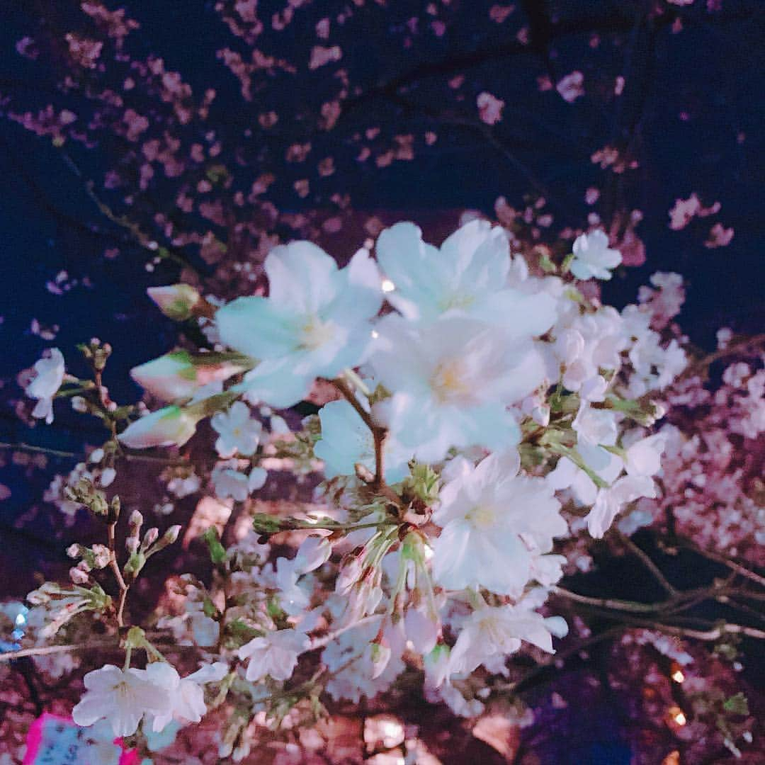 さぁやさんのインスタグラム写真 - (さぁやInstagram)「大好きな桜🥰🌸 みんなの所はもう咲いてる？ #夜桜 #桜」3月27日 15時48分 - saaya831