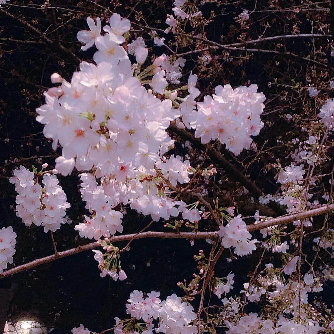 さぁやさんのインスタグラム写真 - (さぁやInstagram)「大好きな桜🥰🌸 みんなの所はもう咲いてる？ #夜桜 #桜」3月27日 15時48分 - saaya831