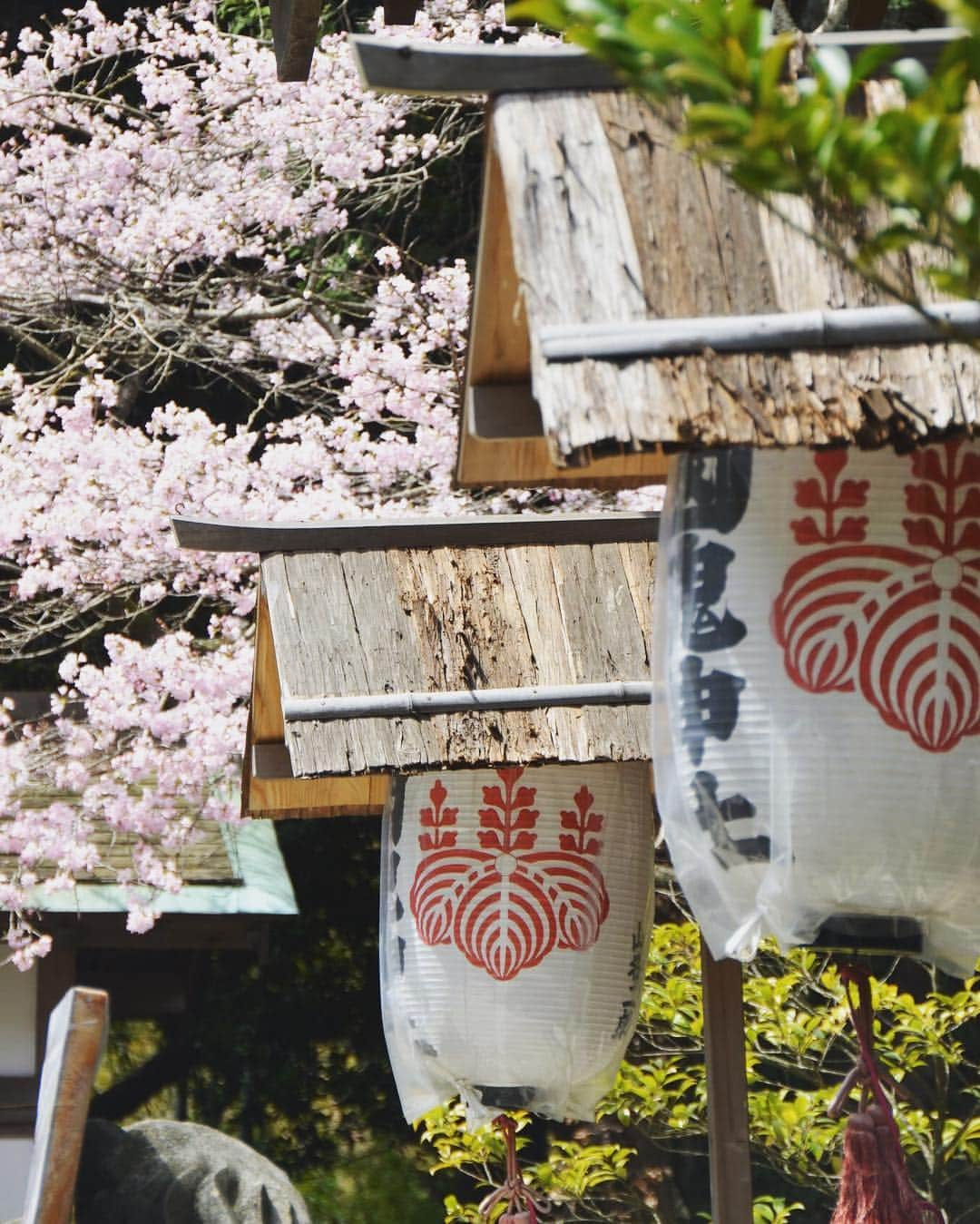 Rediscover Fukushimaさんのインスタグラム写真 - (Rediscover FukushimaInstagram)「Cherry blossom here in Okunitama Shrine, Iwaki, should be looking beautiful during the first week of April!! (Next week!) I hope everyone has their cameras ready for Sakura season 🌸📷」3月27日 15時57分 - rediscoverfukushima