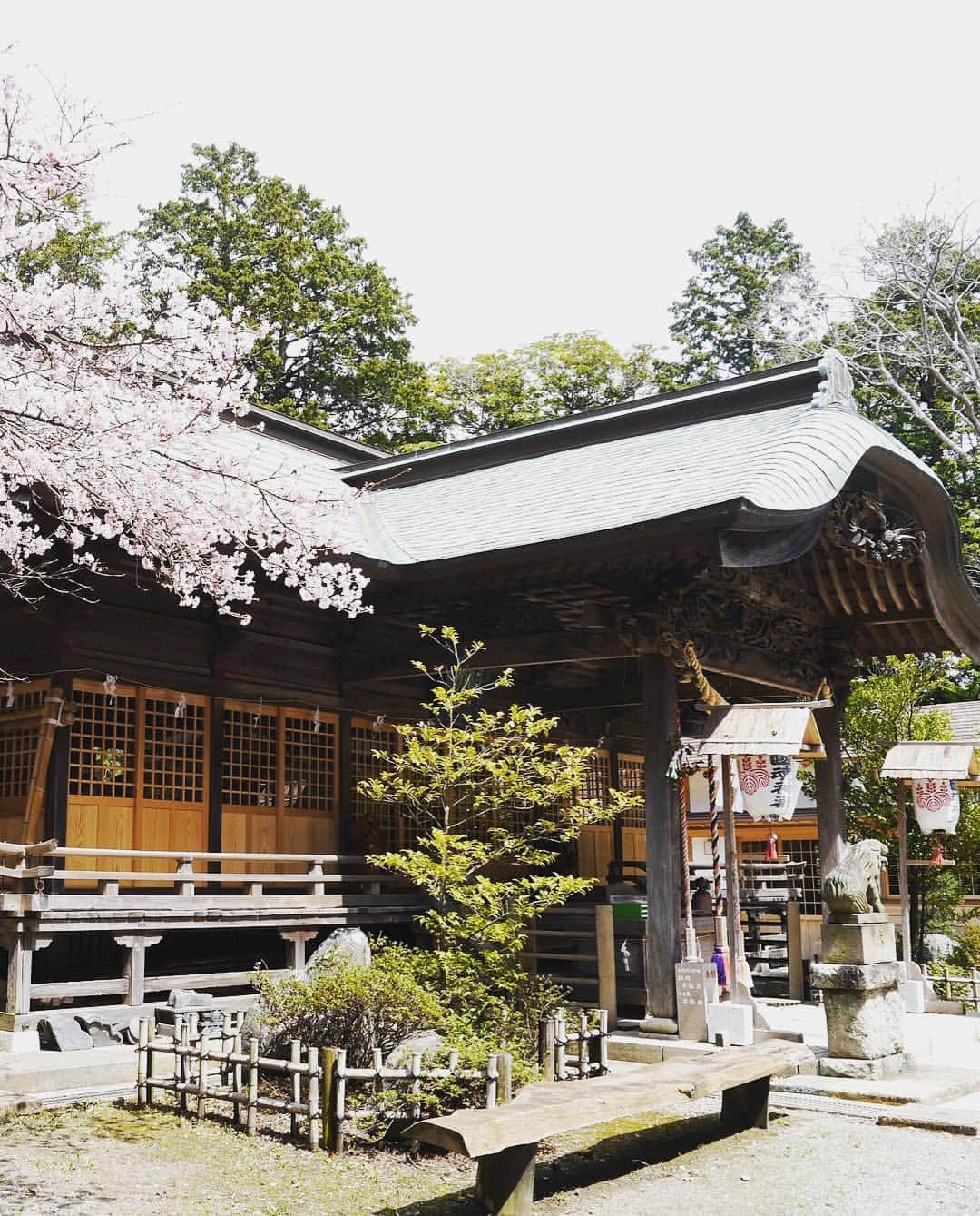 Rediscover Fukushimaさんのインスタグラム写真 - (Rediscover FukushimaInstagram)「Cherry blossom here in Okunitama Shrine, Iwaki, should be looking beautiful during the first week of April!! (Next week!) I hope everyone has their cameras ready for Sakura season 🌸📷」3月27日 15時57分 - rediscoverfukushima