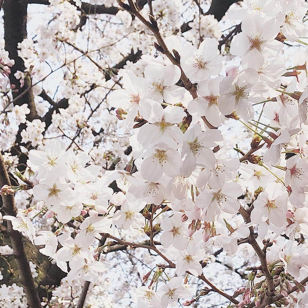 阿部桃子さんのインスタグラム写真 - (阿部桃子Instagram)「桜が綺麗だったよ☺︎🌸 #cherryblossom #spring #lovely #春 #桜」3月27日 16時30分 - momokoabeofficial