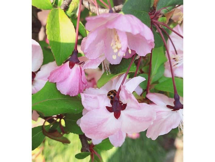 安藤志穂美さんのインスタグラム写真 - (安藤志穂美Instagram)「桜の花びらの上にてんとう虫いました🐞超かわいい。 春ですね〜🌸 虫から見る景色ってどんな風に見えてるんだろ。 むしろ桜がどんな風に見えてるんだろ？ どんな風に見えててここに止まってるんだろ？ 虫と意思疎通出来たことないけど、虫って本当可愛い♡ そもそも「虫」という名前自体がかわいい。 虫の世界では自分たちのことなんて呼んでるんだろう？  #cherryblossom  #spring #ladybug #japan #てんとう虫 #桜 #春日和」3月27日 16時39分 - shiomi_ando