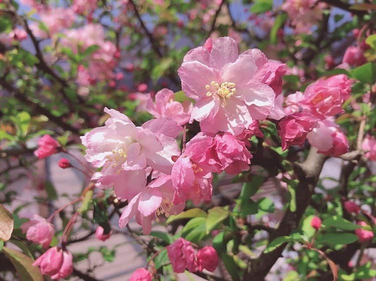安藤志穂美さんのインスタグラム写真 - (安藤志穂美Instagram)「桜の花びらの上にてんとう虫いました🐞超かわいい。 春ですね〜🌸 虫から見る景色ってどんな風に見えてるんだろ。 むしろ桜がどんな風に見えてるんだろ？ どんな風に見えててここに止まってるんだろ？ 虫と意思疎通出来たことないけど、虫って本当可愛い♡ そもそも「虫」という名前自体がかわいい。 虫の世界では自分たちのことなんて呼んでるんだろう？  #cherryblossom  #spring #ladybug #japan #てんとう虫 #桜 #春日和」3月27日 16時39分 - shiomi_ando