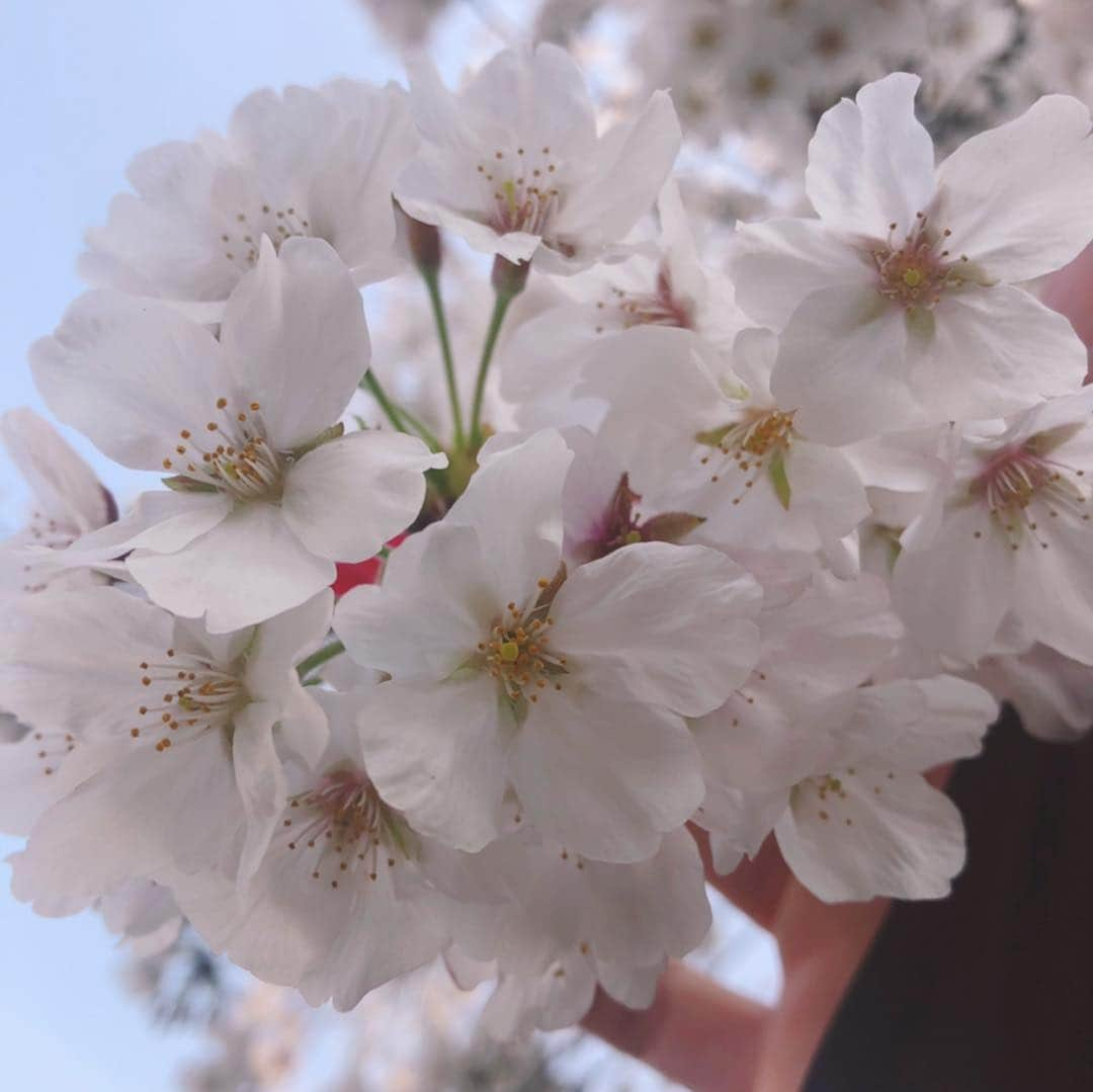 カイヤさんのインスタグラム写真 - (カイヤInstagram)「ワオ🌸🌸 Its magical🌸🌸🌸 . . . . . .  #caiya#カイヤ#川﨑介椰#insta#instagram#instagood #インスタ映え#インスタ#インスタグラマー#plumblossoms#ピンク#日本の文化#日本#japan #桜#cherryblossom #bestflowerspics #flowerspics#lovers #color-of-day#superb-flowers #flowerstalking #flowers#はな#花#さくら#春#tokyo#ilovejapan」3月27日 16時42分 - caiya.kawasaki