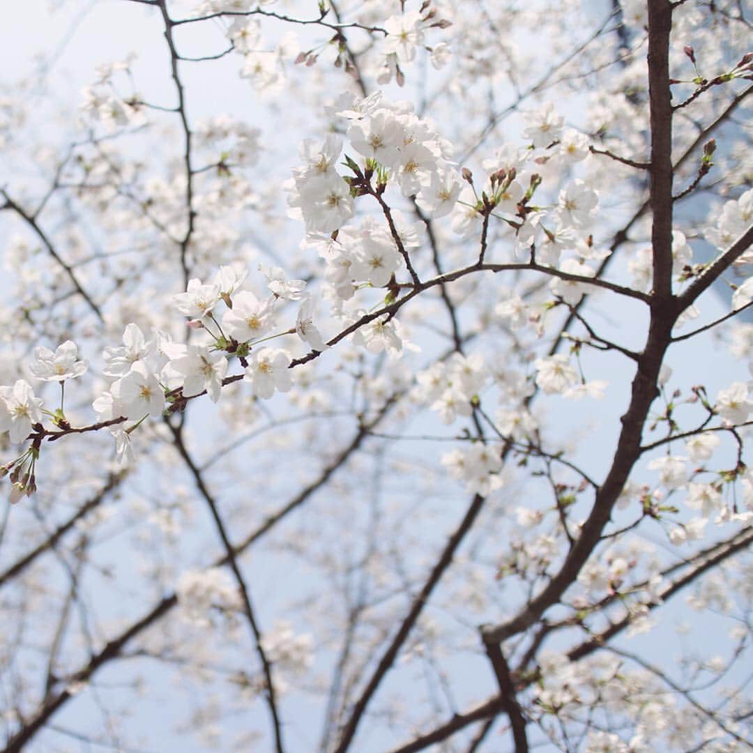 SHISEIDO THE GINZAさんのインスタグラム写真 - (SHISEIDO THE GINZAInstagram)「本日3月27日はさくらの日。 3×9(さくら)＝27の語呂合せと、七十二候のひとつ「桜始開」が重なる時期であることから、制定されたそうです。  写真は、数寄屋橋公園の桜。 銀座近辺にも春の気配がやってきました。  #shiseidothestore #桜 #cherryblossom #春 #springhascome #銀座 #tokyoginza #flowers」3月27日 16時43分 - shiseidothestore