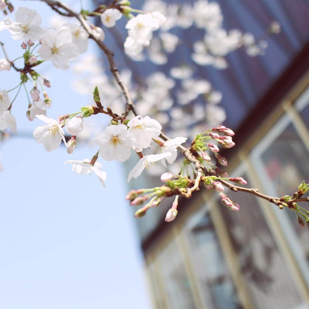 SHISEIDO THE GINZAさんのインスタグラム写真 - (SHISEIDO THE GINZAInstagram)「本日3月27日はさくらの日。 3×9(さくら)＝27の語呂合せと、七十二候のひとつ「桜始開」が重なる時期であることから、制定されたそうです。  写真は、数寄屋橋公園の桜。 銀座近辺にも春の気配がやってきました。  #shiseidothestore #桜 #cherryblossom #春 #springhascome #銀座 #tokyoginza #flowers」3月27日 16時43分 - shiseidothestore
