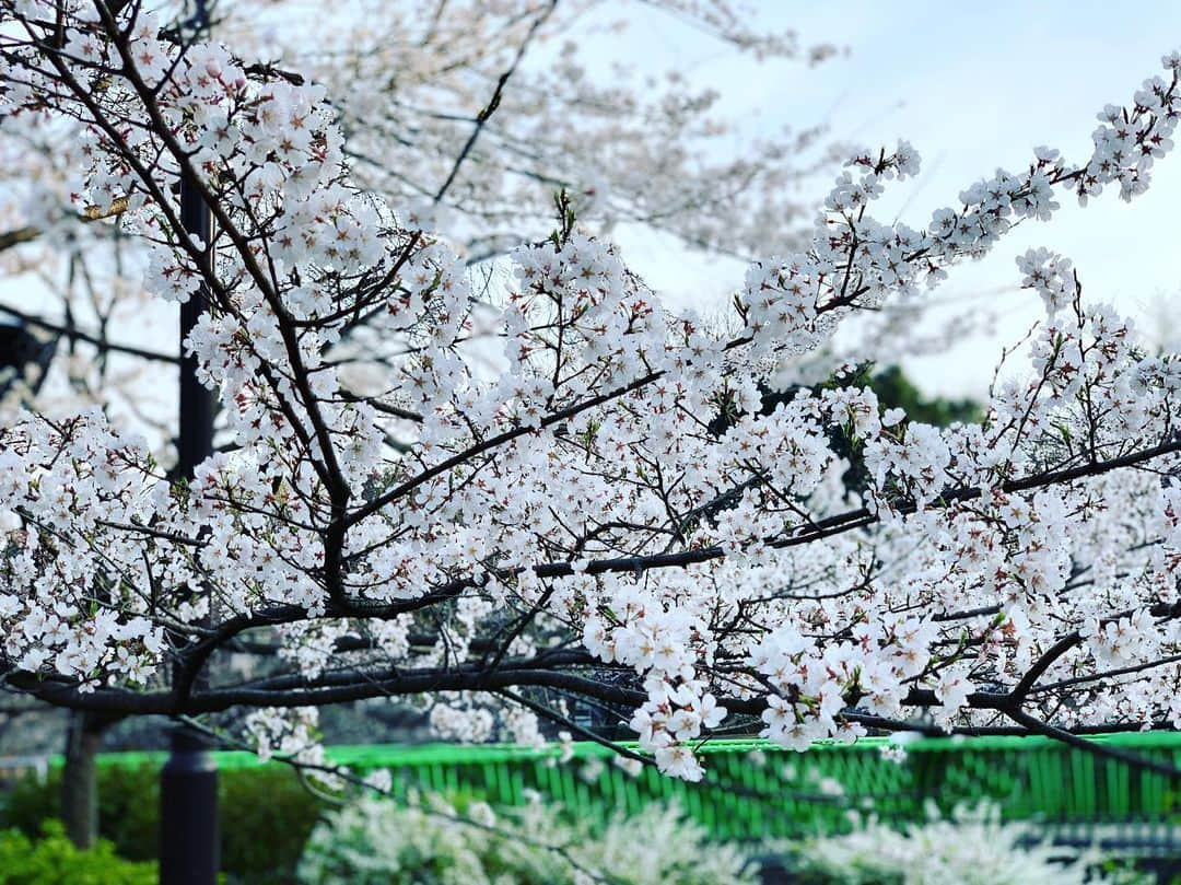 黒須洋壬さんのインスタグラム写真 - (黒須洋壬Instagram)「お花見 #cherryblossom」3月27日 16時48分 - xross