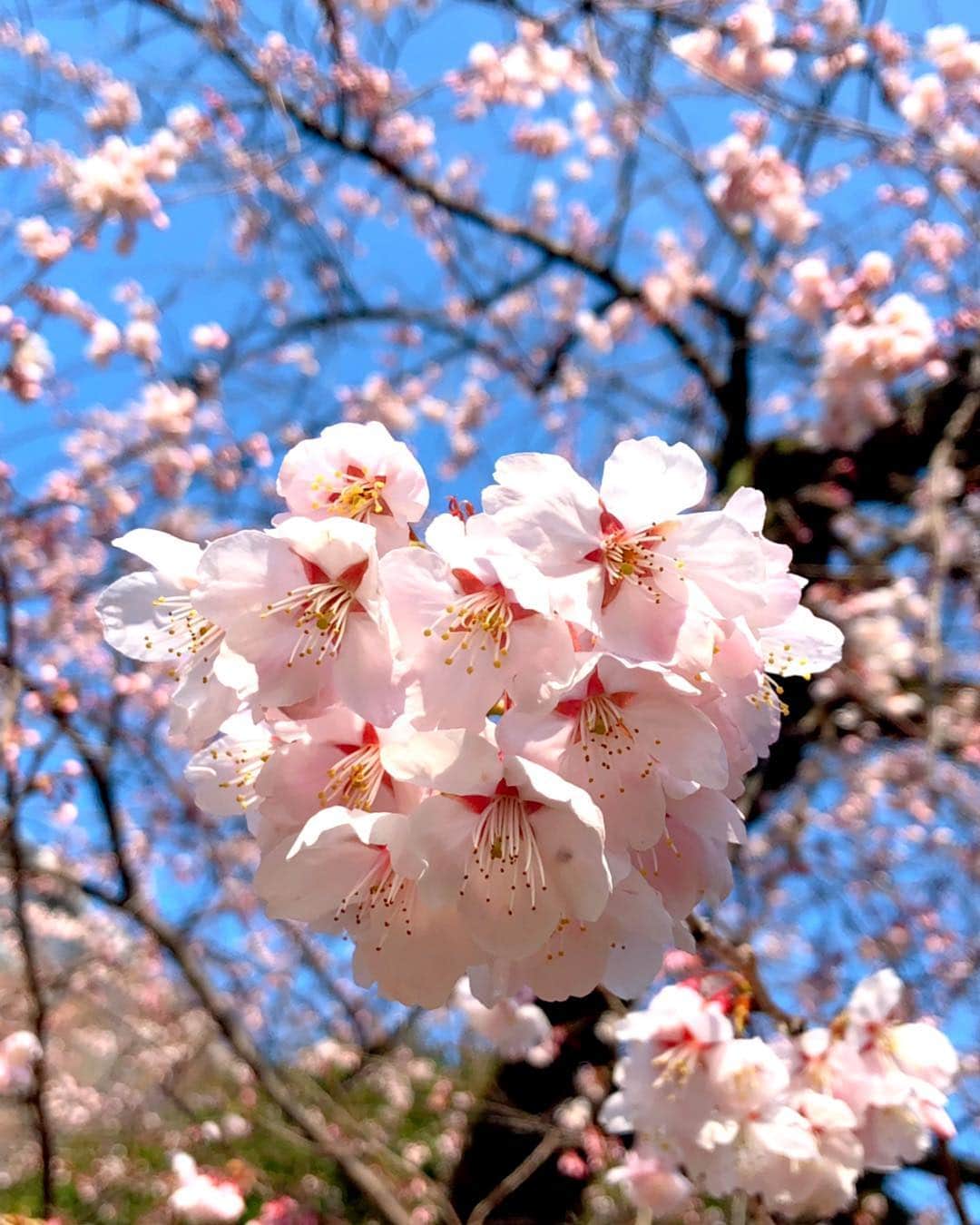 理絵さんのインスタグラム写真 - (理絵Instagram)「🌸🌸🌸 .  #桜 #sakura #ciliegio #벚꽃 #cherryblossom #flower #flowers #fiore #꽃 #花 #tokyo #japan」3月27日 16時48分 - ____rie____