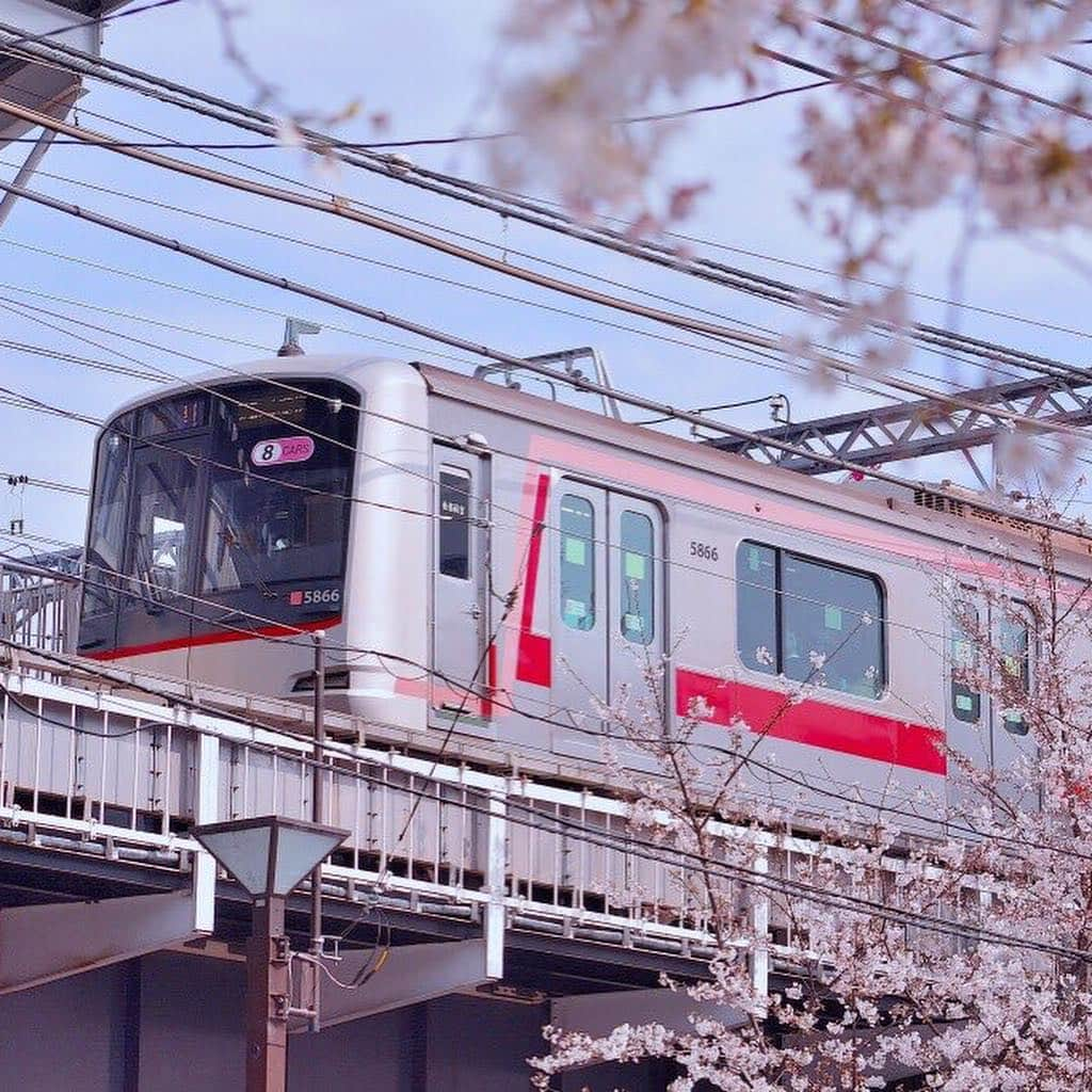 東急電鉄さんのインスタグラム写真 - (東急電鉄Instagram)「-Sakura🌸 info of Meguro River- Cherry Blossom along the Meguro River is nearly its full bloom. There are various Sakura spots around Tokyo Line (Ikejiriohashi, Nakameguro, Meguro, Fudomae and Gotanda sta.) Enjoy the breathtaking view with lantern-lit blossoms at night. . 【目黒川お花見情報】 目黒川沿いの桜がまもなく満開を迎えます。 田園都市線 池尻大橋駅～中目黒駅 ～ 目黒線目黒駅・不動前駅～池上線五反田駅にかけて、桜並木が続いています。 ライトアップされた夜桜も一味違う美しさが味わえます。 . #🌸 #sakura #cherryblossoms #hanami #spring #meguroriver #nakameguro #tokyo #japan #livinginjapan #livingintokyo #visitjapan #beautifuljapan #ilovejapan #lovers_nippon #discoverjapan #벚꽃 . #さくらの日 #目黒川 #目黒川の桜 #桜 #お花見 #桜の名所 #ライトアップ #夜桜 #春 #日本の春 #東急電鉄 #東急日和 #東急線めぐり」3月27日 16時49分 - tokyu_railways