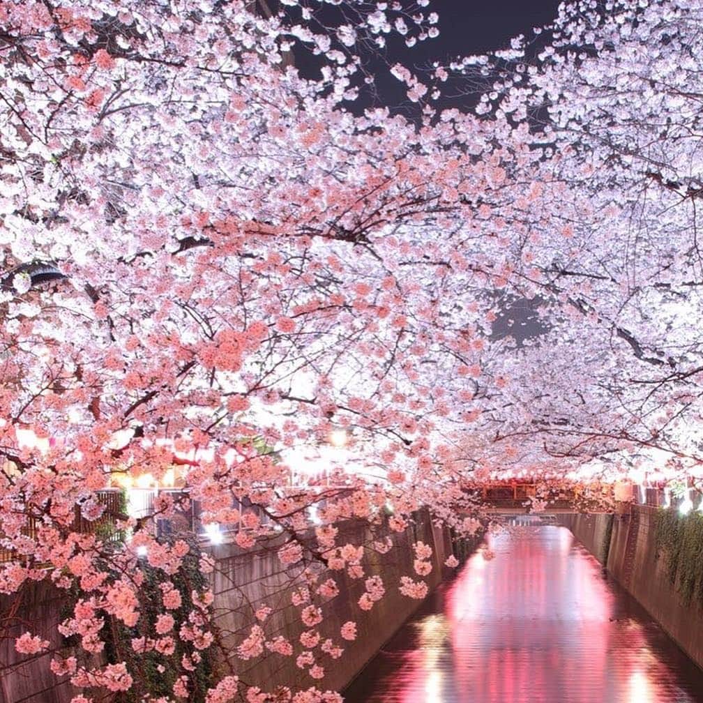 のインスタグラム：「-Sakura🌸 info of Meguro River- Cherry Blossom along the Meguro River is nearly its full bloom. There are various Sakura spots around Tokyo Line (Ikejiriohashi, Nakameguro, Meguro, Fudomae and Gotanda sta.) Enjoy the breathtaking view with lantern-lit blossoms at night. . 【目黒川お花見情報】 目黒川沿いの桜がまもなく満開を迎えます。 田園都市線 池尻大橋駅～中目黒駅 ～ 目黒線目黒駅・不動前駅～池上線五反田駅にかけて、桜並木が続いています。 ライトアップされた夜桜も一味違う美しさが味わえます。 . #🌸 #sakura #cherryblossoms #hanami #spring #meguroriver #nakameguro #tokyo #japan #livinginjapan #livingintokyo #visitjapan #beautifuljapan #ilovejapan #lovers_nippon #discoverjapan #벚꽃 . #さくらの日 #目黒川 #目黒川の桜 #桜 #お花見 #桜の名所 #ライトアップ #夜桜 #春 #日本の春 #東急電鉄 #東急日和 #東急線めぐり」