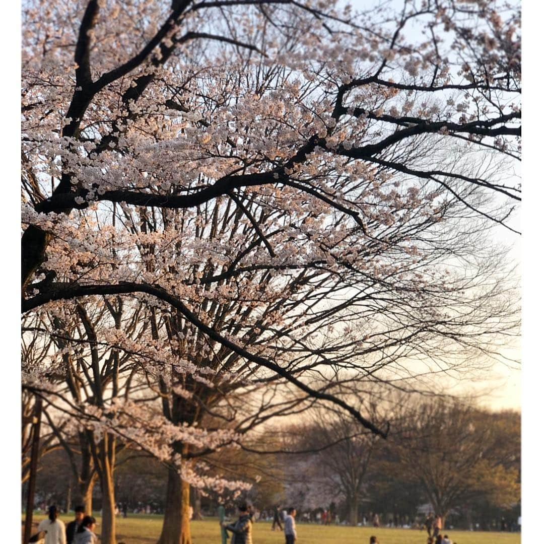 中村明花さんのインスタグラム写真 - (中村明花Instagram)「. 愛する同期と代々木公園へ🌸 ポカポカ陽気でまーったりした時間♡はぁ幸せだなぁ☺️ 昔は夏が好きだったけど、今は春が1番好き☘️ . . #桜 #いい季節 #赤ちゃんがいるだけで癒される空間」3月27日 17時03分 - sayaka_nakamura3